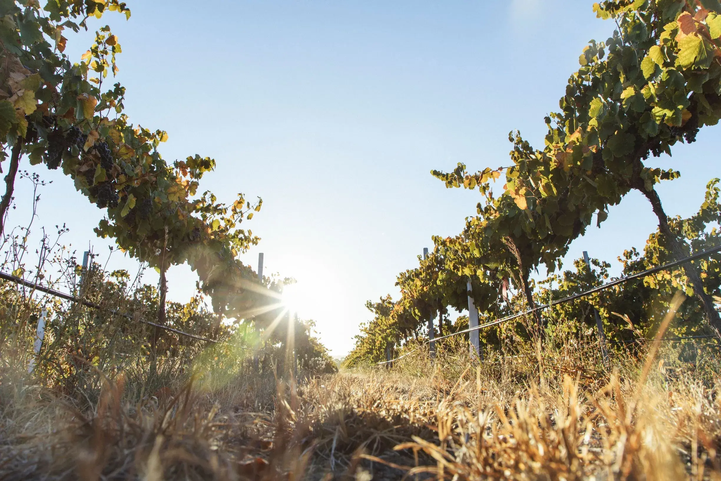a sun shining through a vineyard
