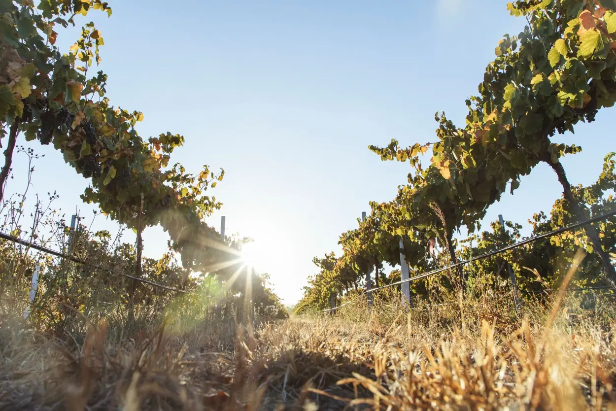 a sun shining through a vineyard