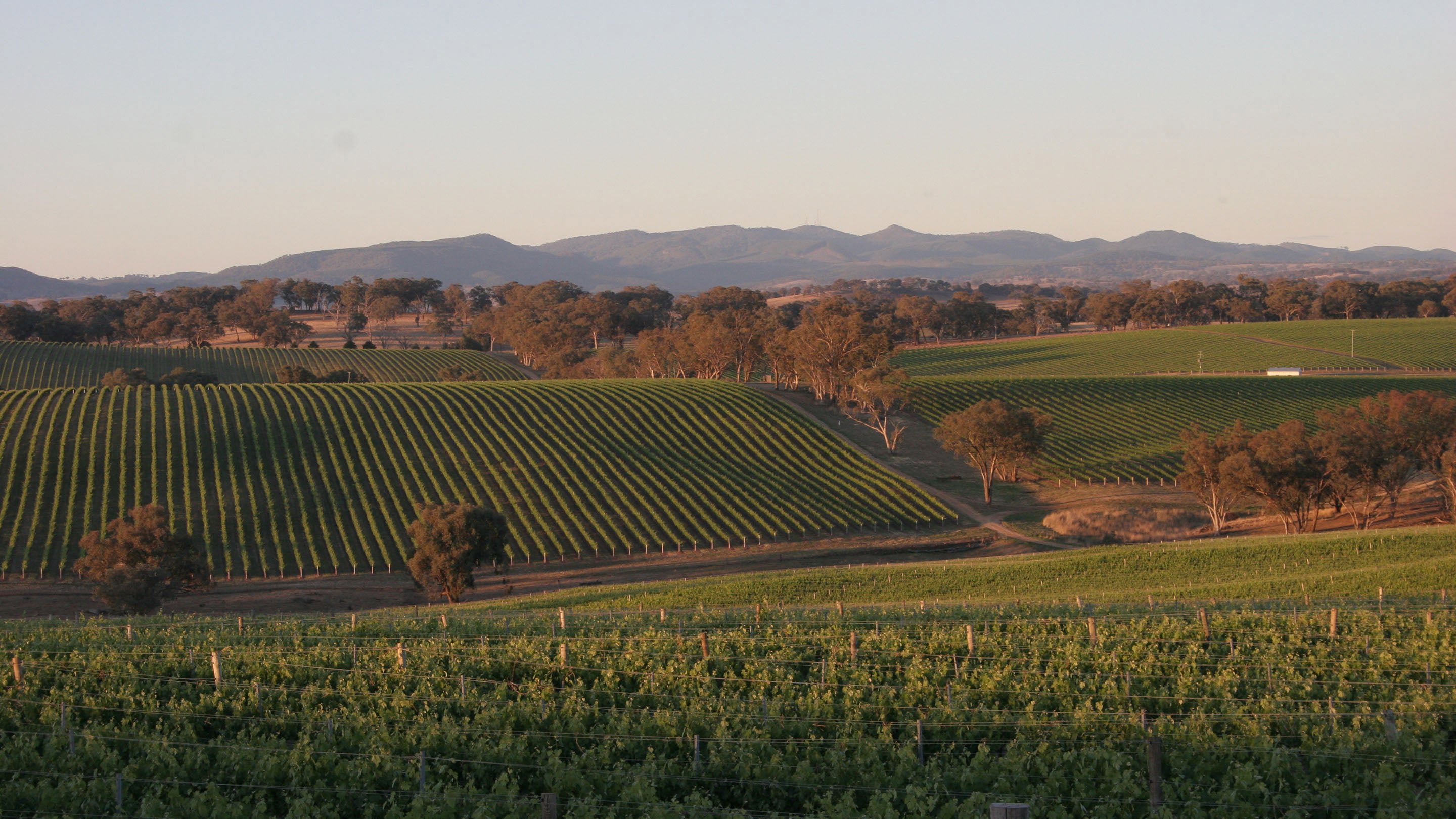Angullong Wines