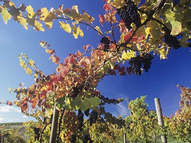 Yarra Valley vines
