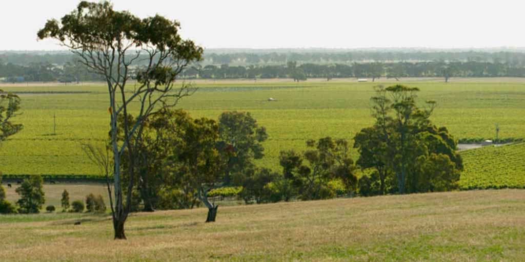 Padthaway: Oasis of vines and bright wines