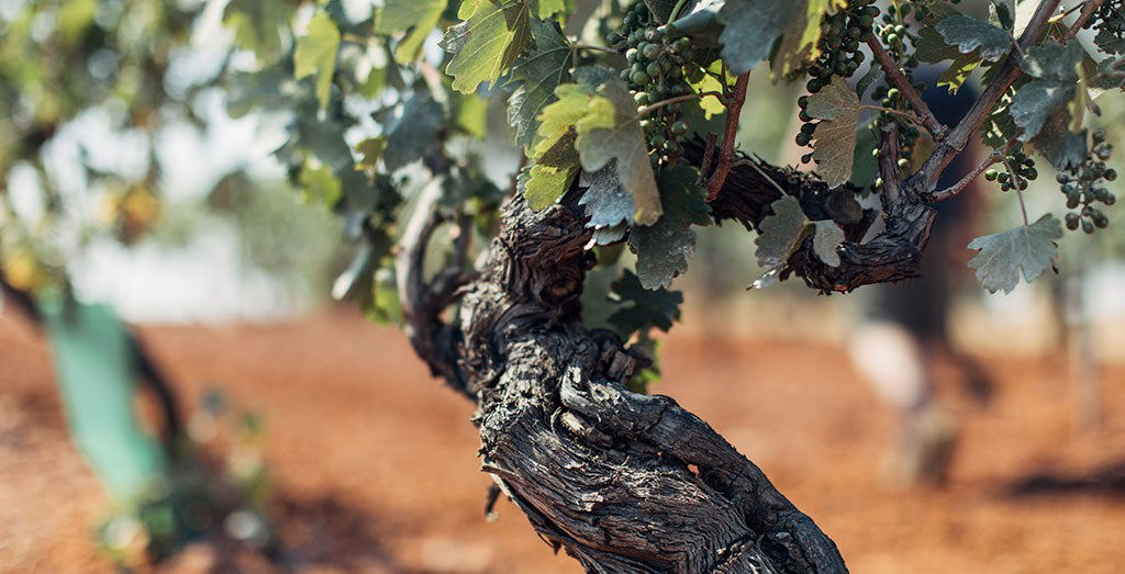 Do old vines make the best wines?