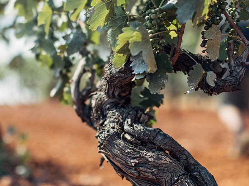 Tyrrells Old Vines