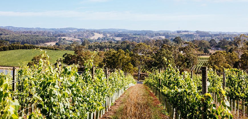 Adelaide Hills Chardonnay: Elevation and Elegance
