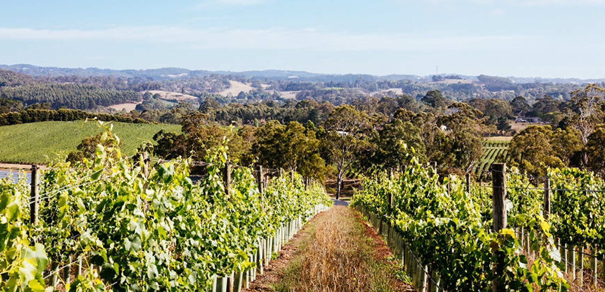 View of the Adelaide Hills from Shaw+Smith vineyard