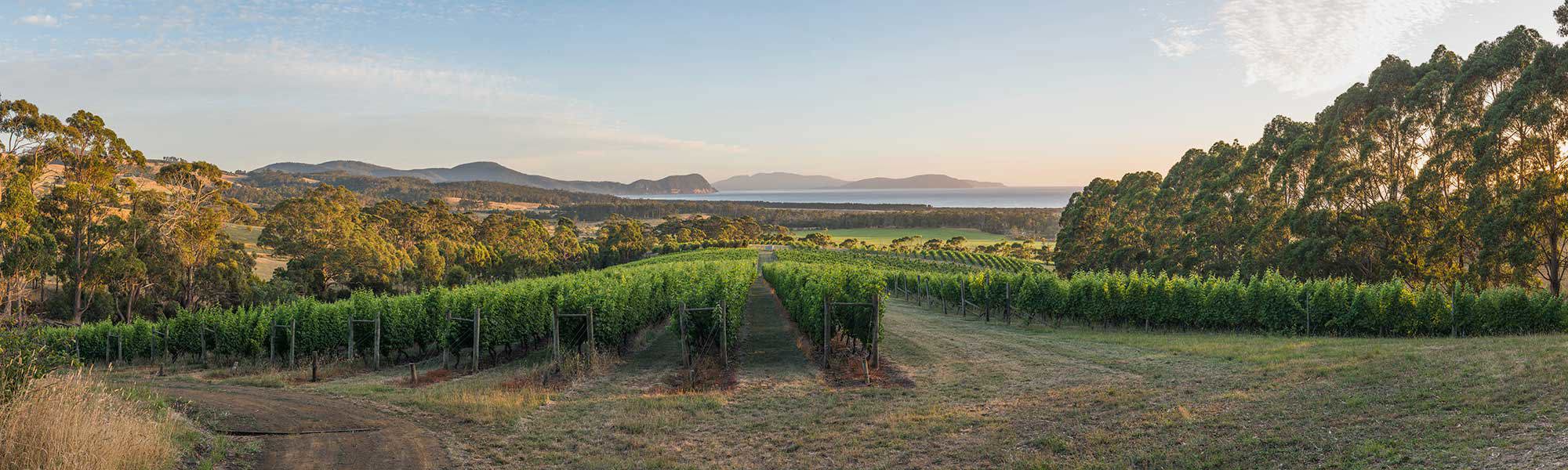 Vineyard in Tasmania with ocean in background
