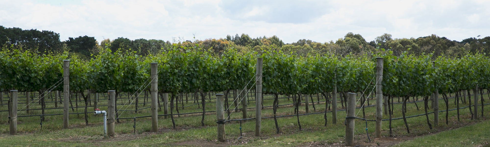 Oakdene vineyard Geelong