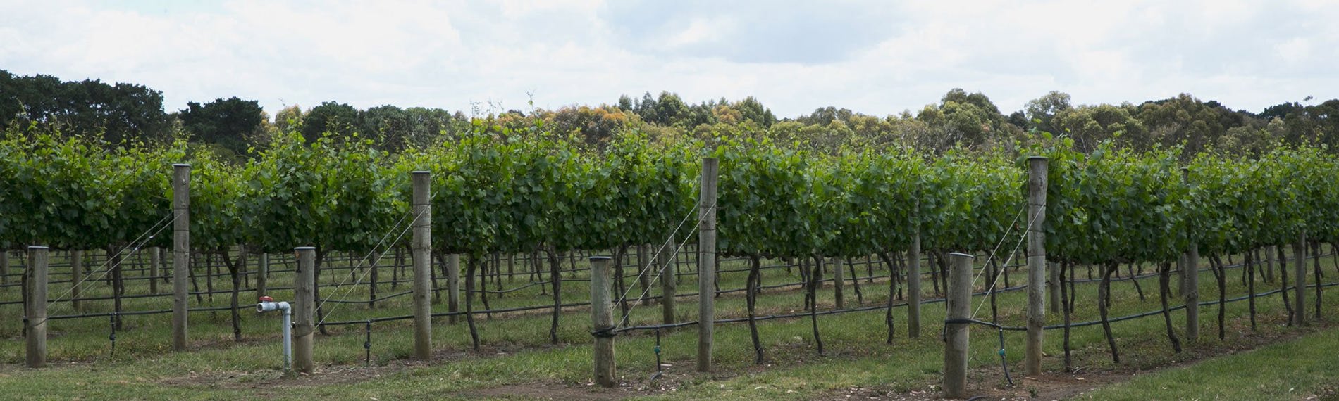 Oakdene vineyard Geelong