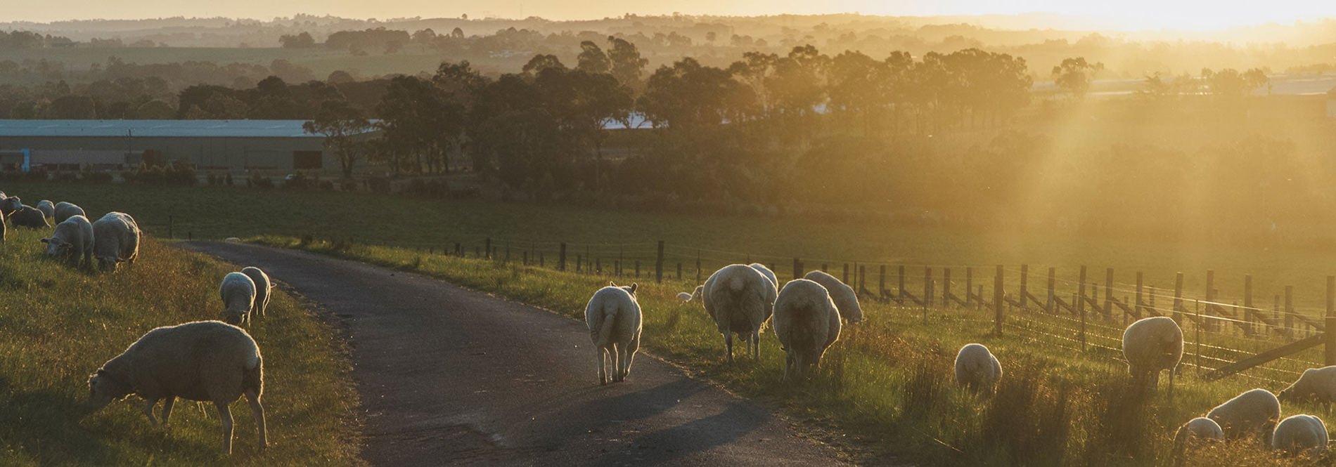 Sheep wandering Yarra Valley
