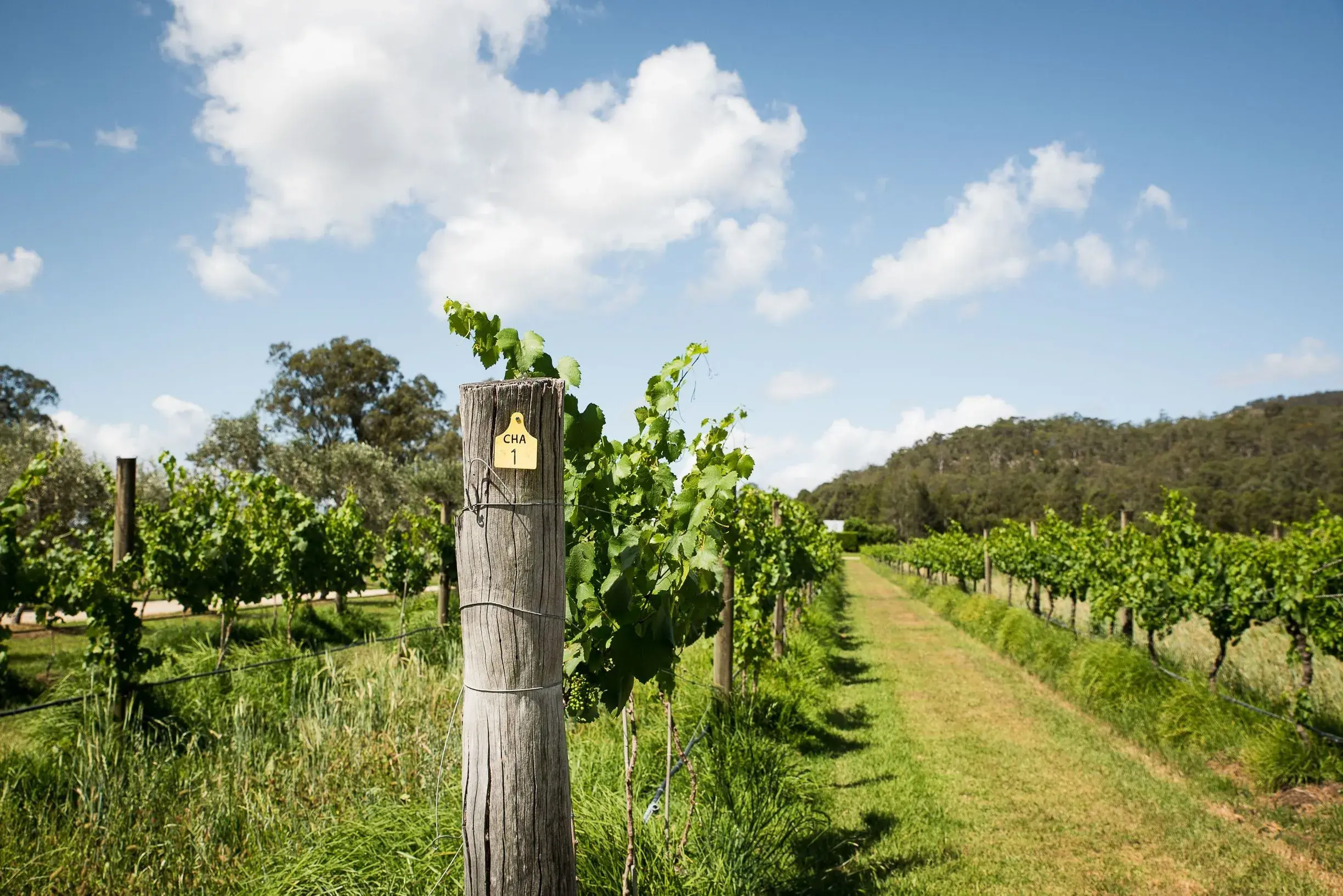 a wooden pole with a sign on it in a vineyard