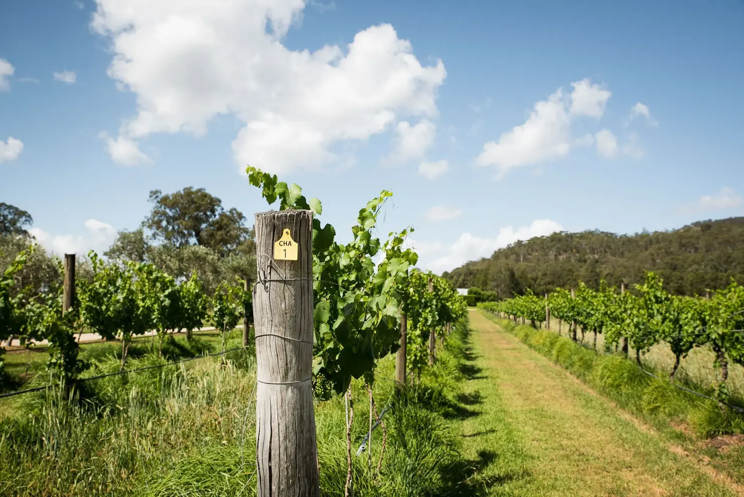 a wooden pole with a sign on it in a vineyard