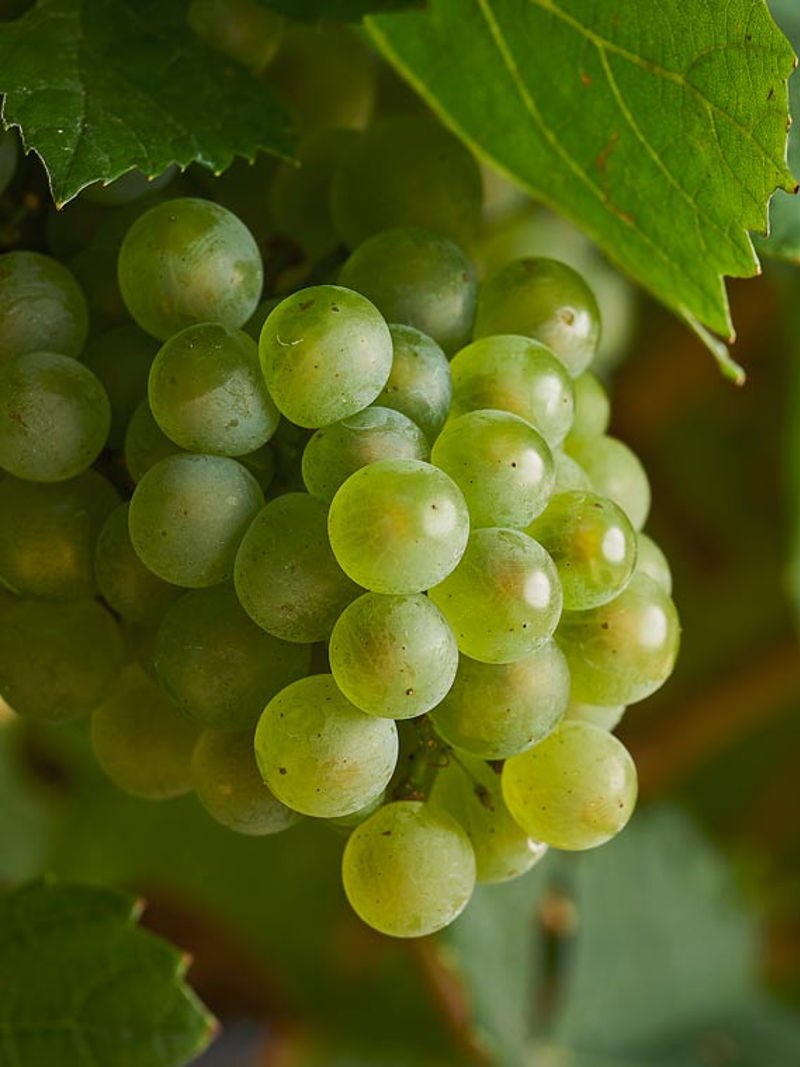 Green chardonnay grapes on the vine