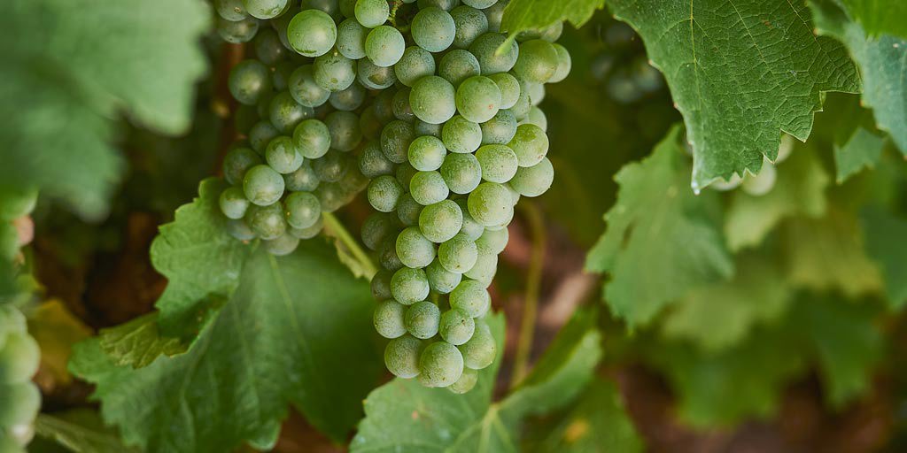 Semillon