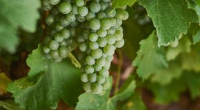 Green Semillon grapes on the vine