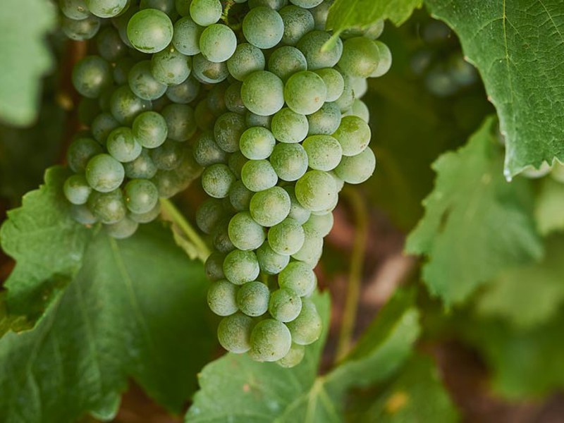 Green Semillon grapes on the vine