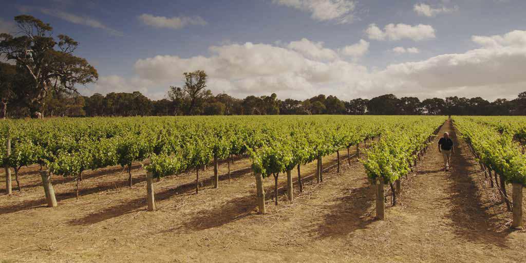 Langhorne Creek: The humble hero