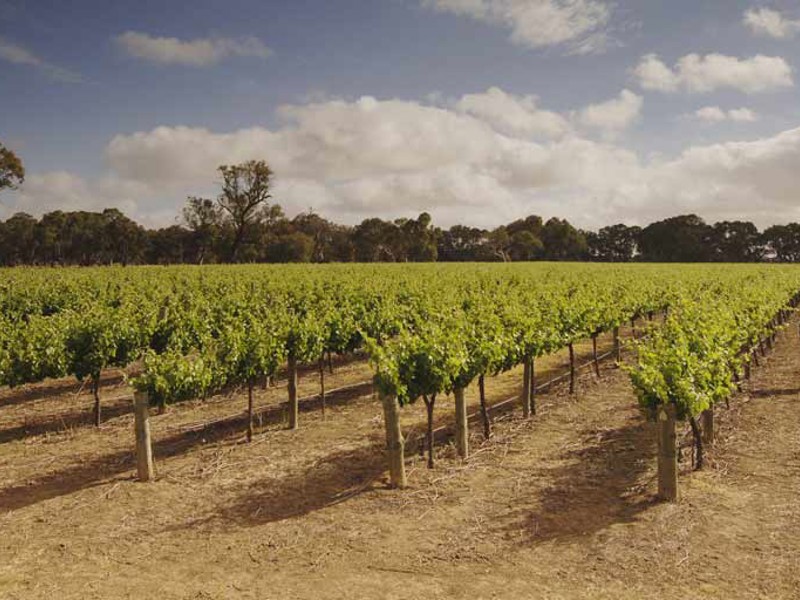 Man walking among vines in vineyard