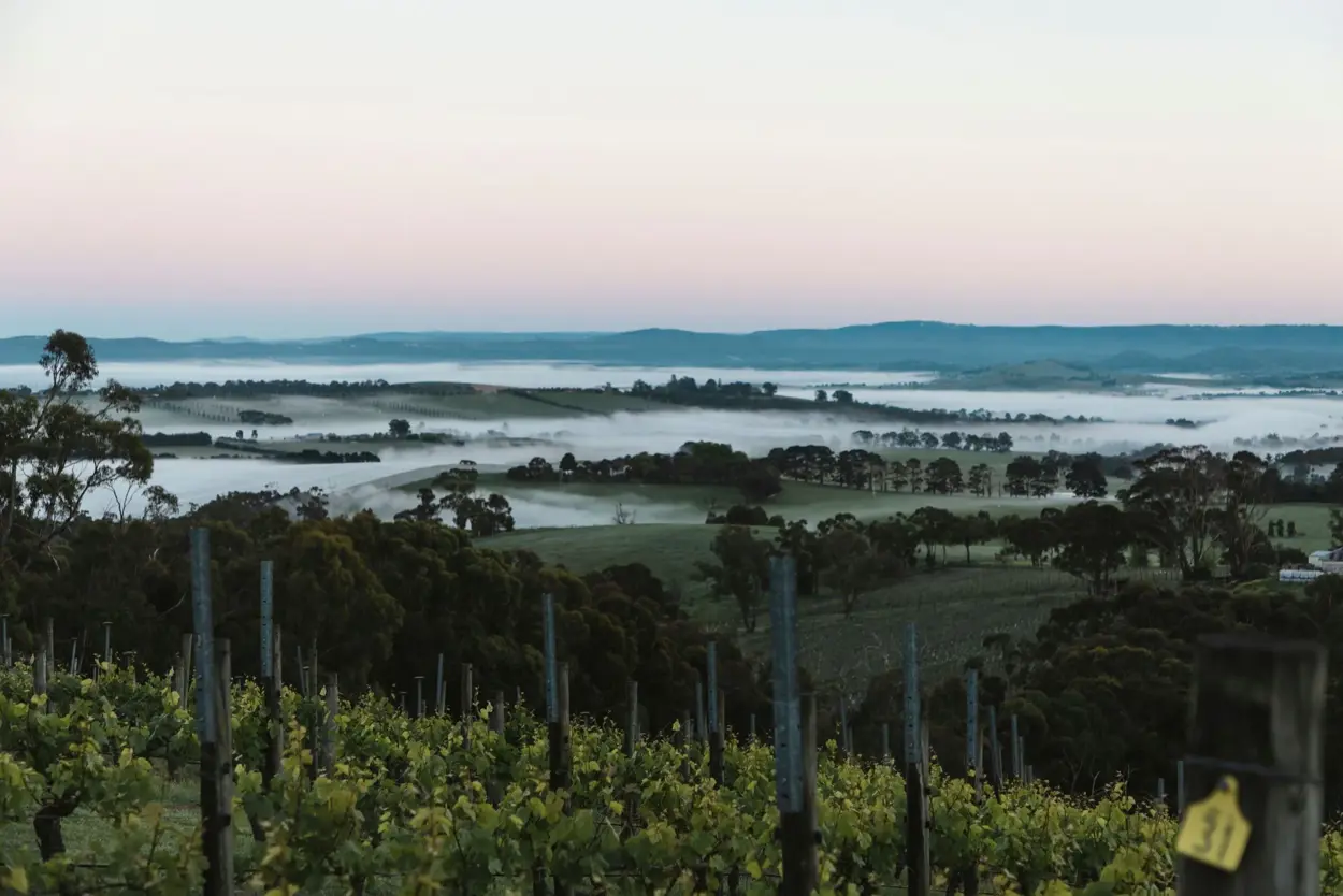 a landscape with trees and fog