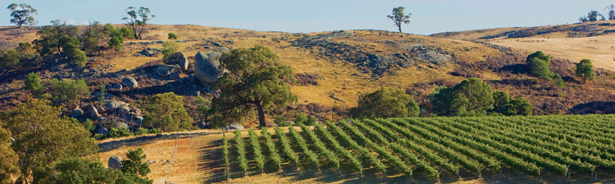 Rocky hillside with vineyard in front