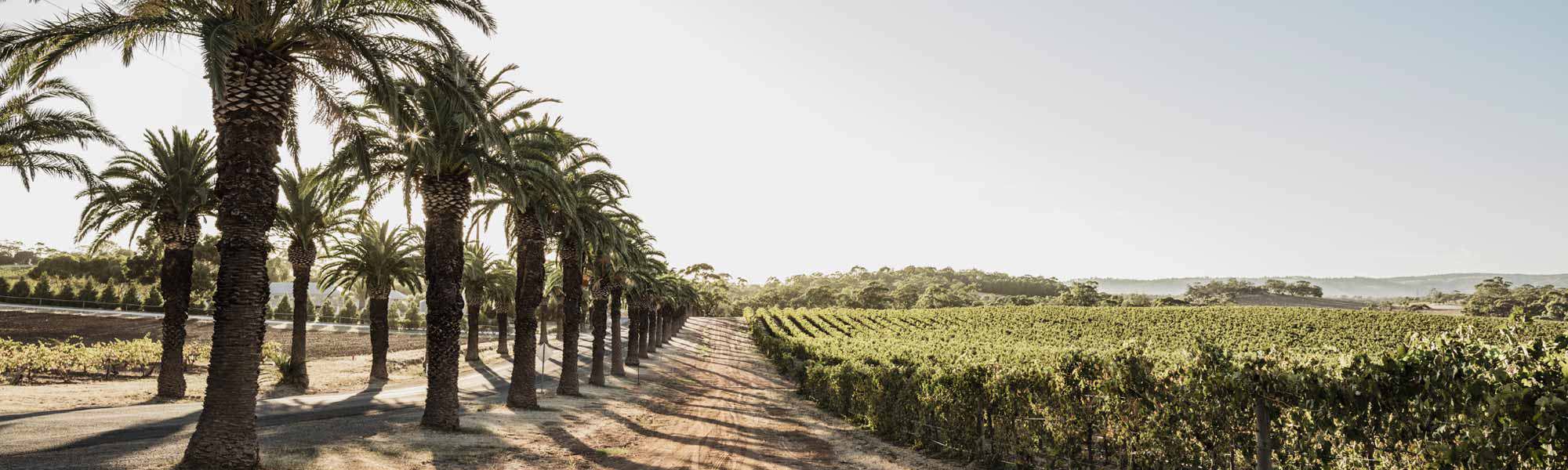Seppeltsfield Road, Barossa Valley.