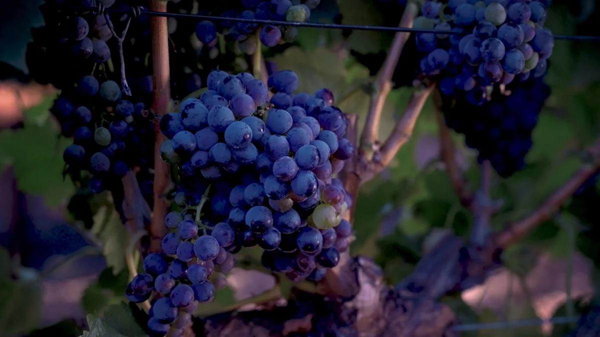 a bunch of grapes on a vine