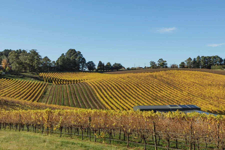 a field of rows of vines
