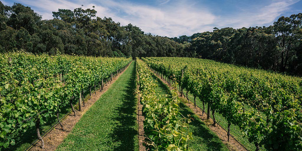 Peer into Pinot Celebration Australia