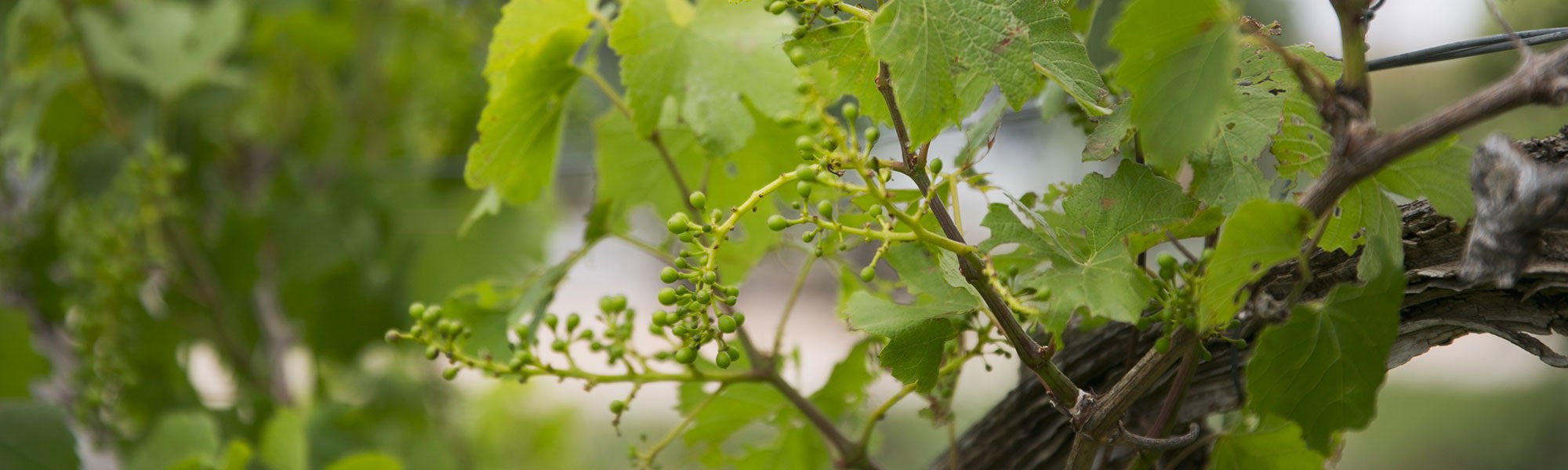 Grapevine with buds