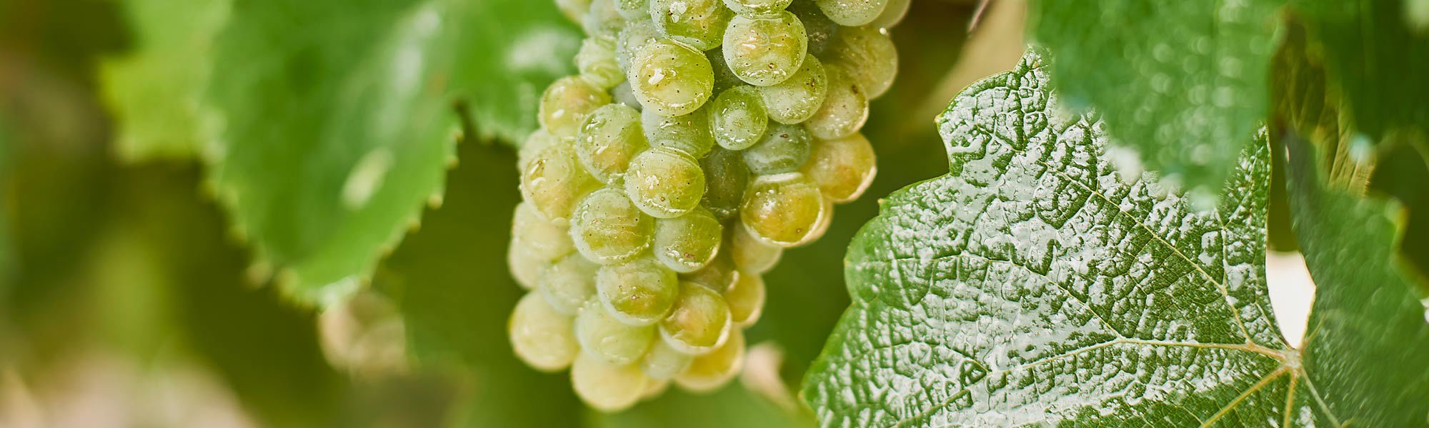 Green Riesling grapes on the vine