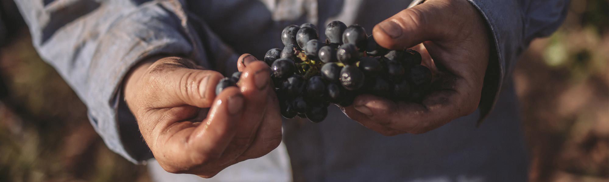 Hands holding red grapes