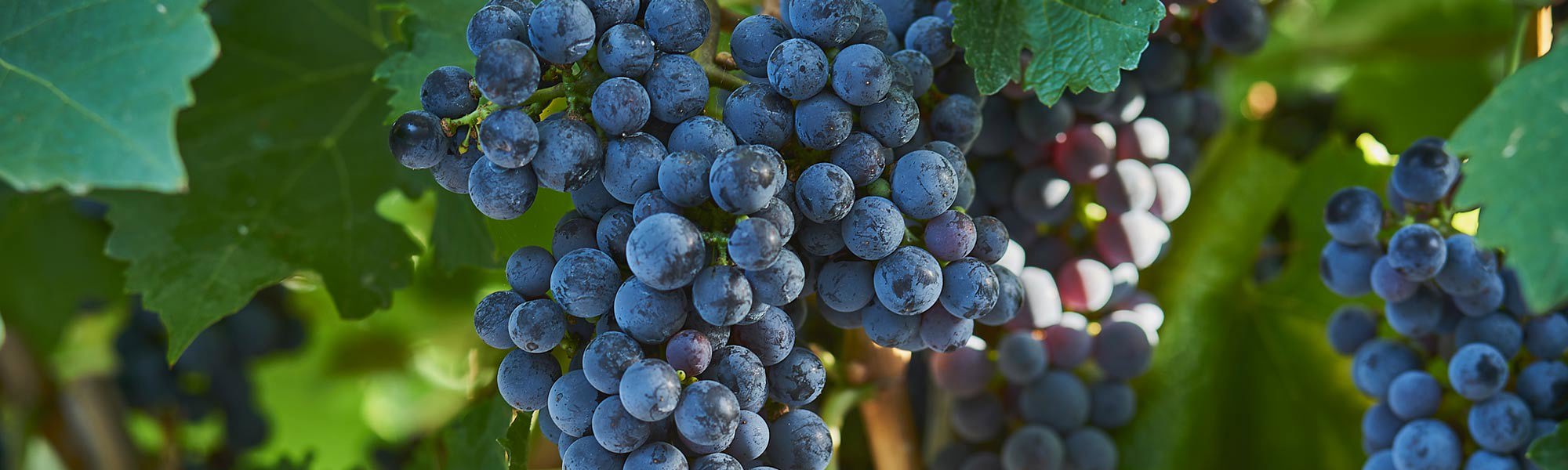 Red Cabernet Sauvignon grapes on the vine