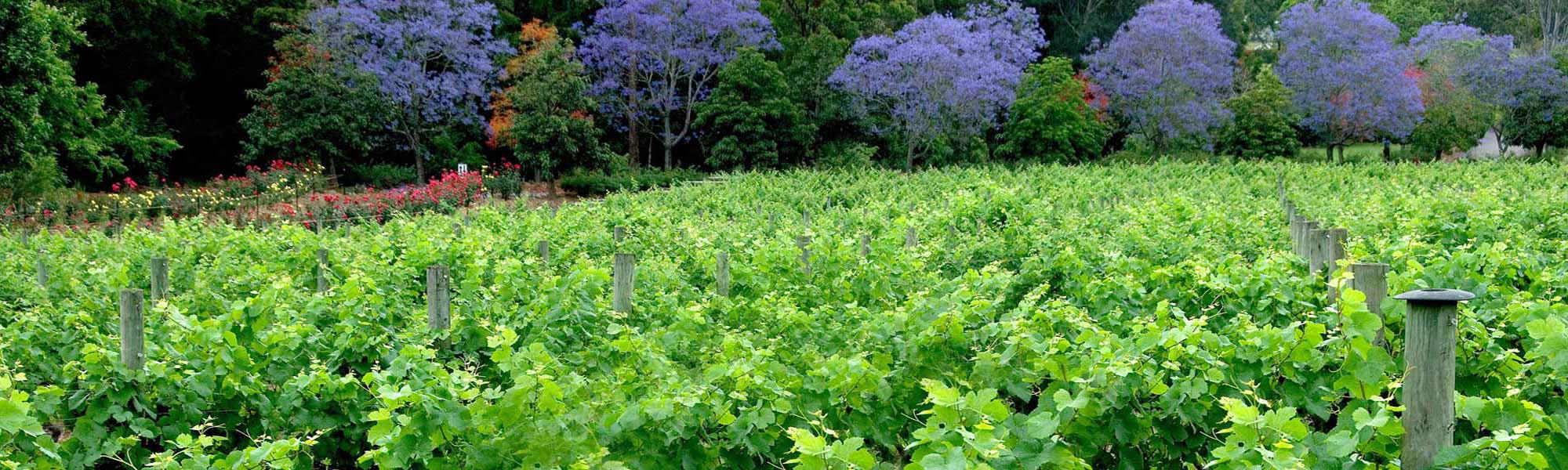 Hastings River: Wine innovation in a subtropical getaway