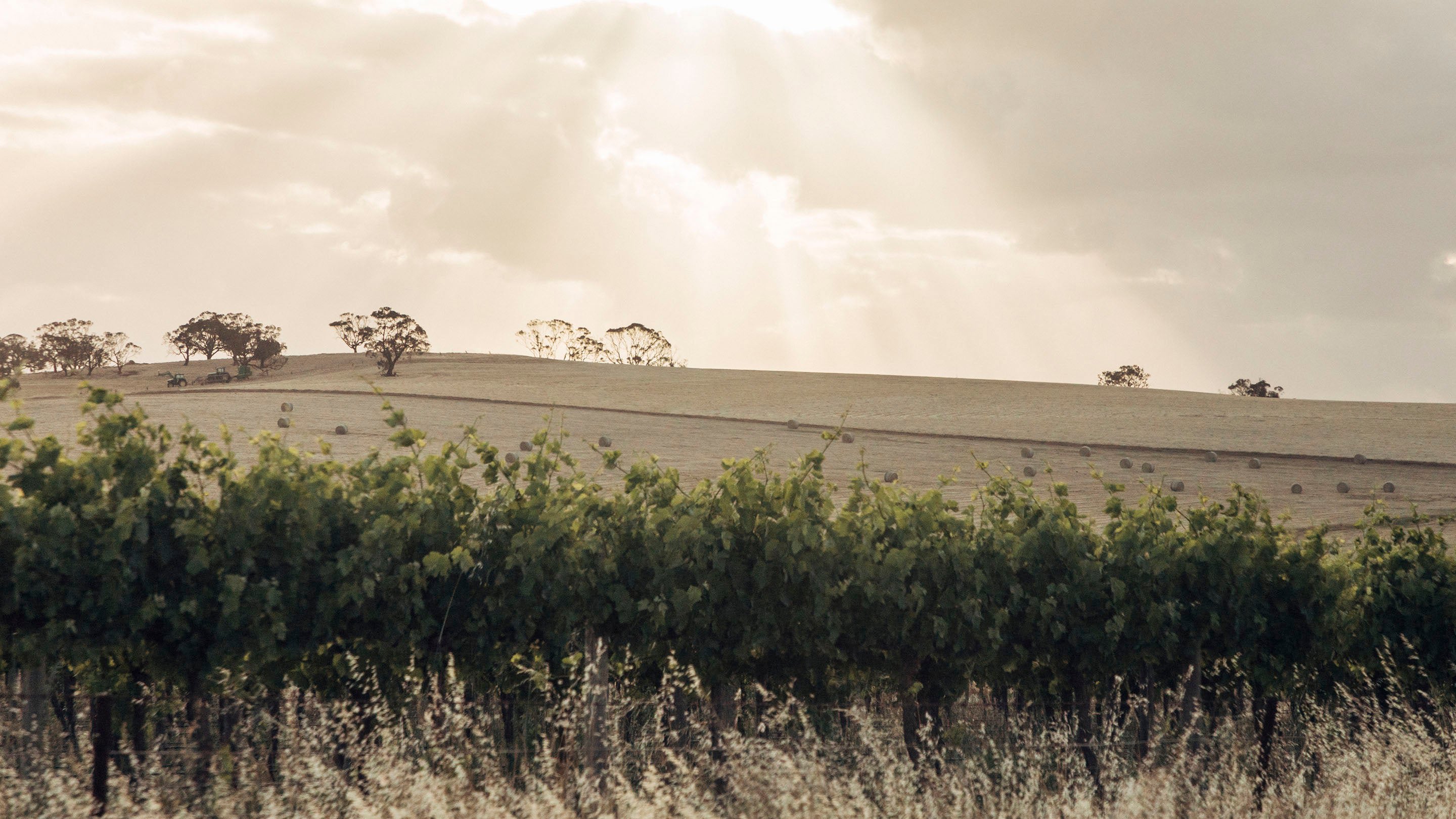 Collett Wine Group