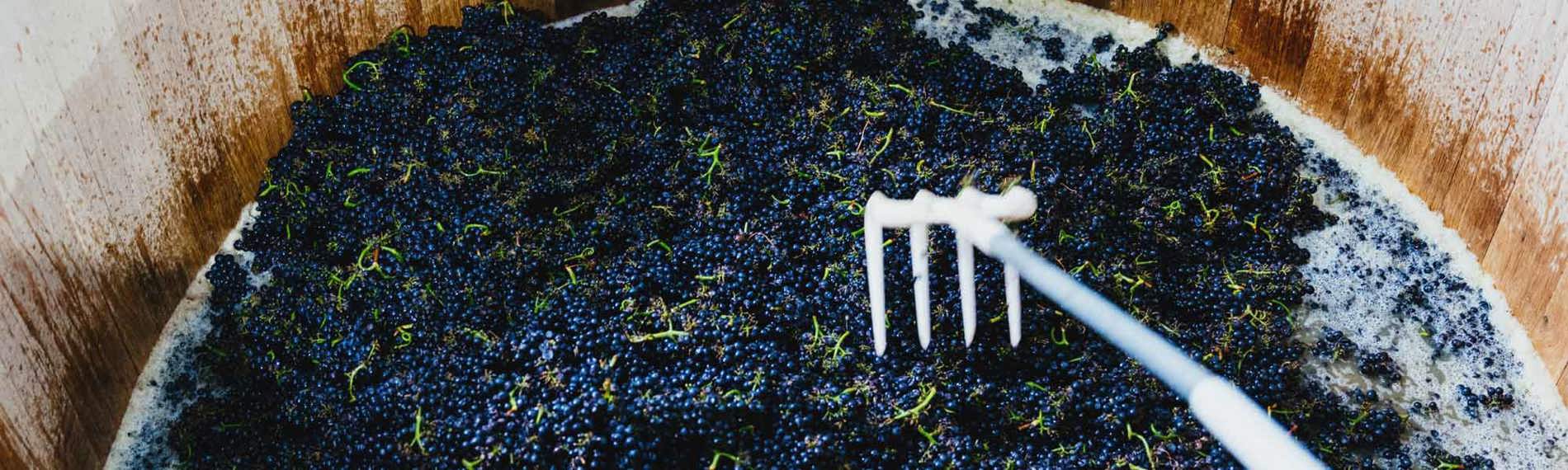 Pinot Noir wine grapes in a vat, during fermentation