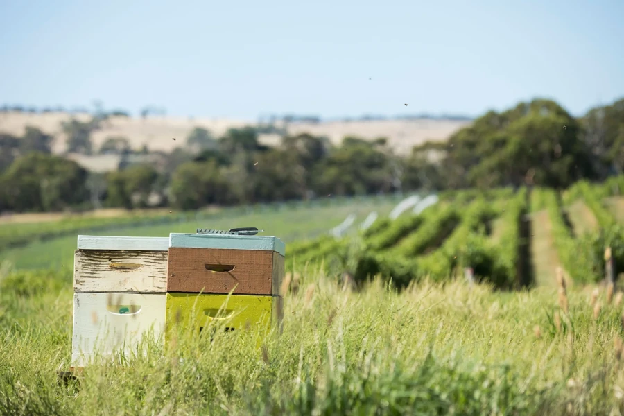 Yangarra Estate Vineyard, McLaren Vale, SA