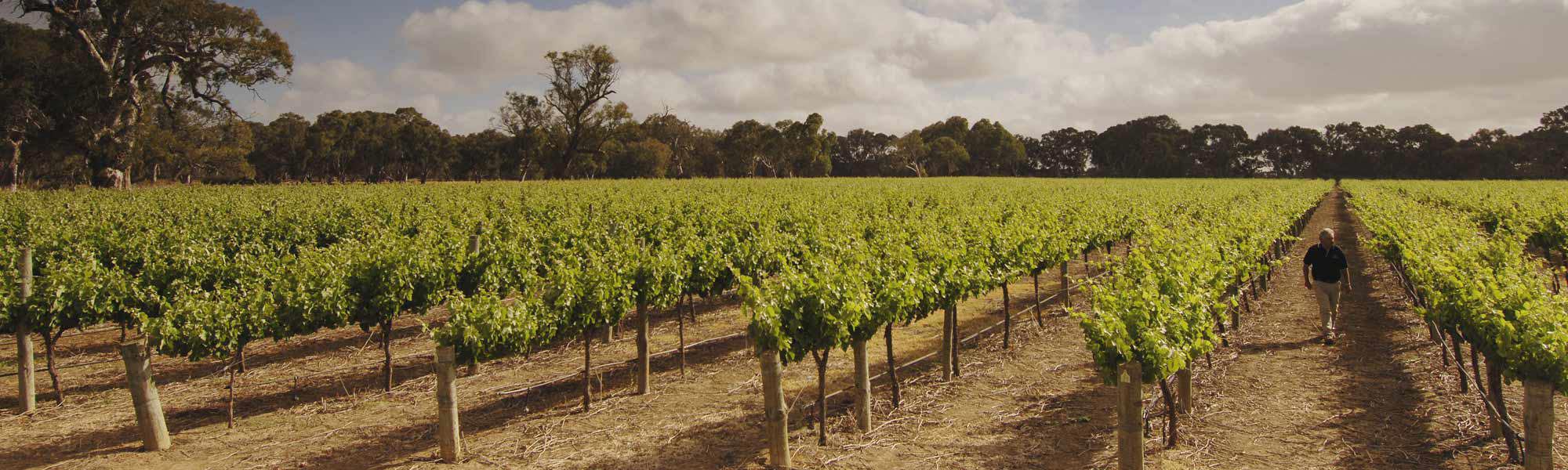 Man walking among vines in vineyard