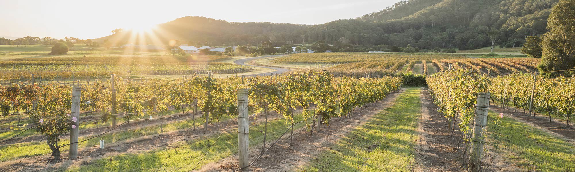 Shoalhaven coast vineyard
