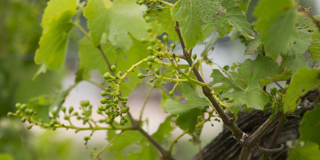 Mudgee Unearthed: Sustainable Innovation