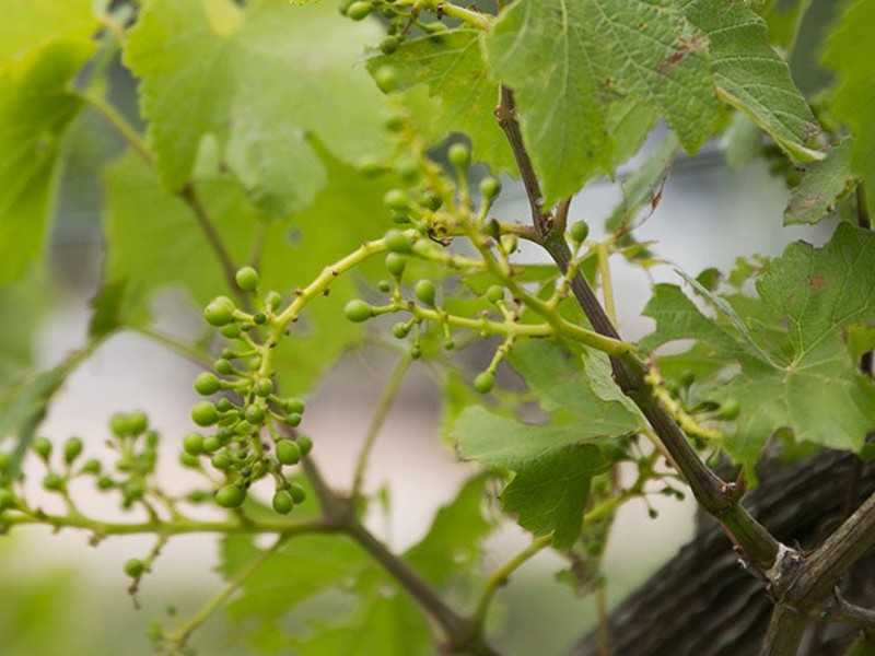 Grapevine with buds