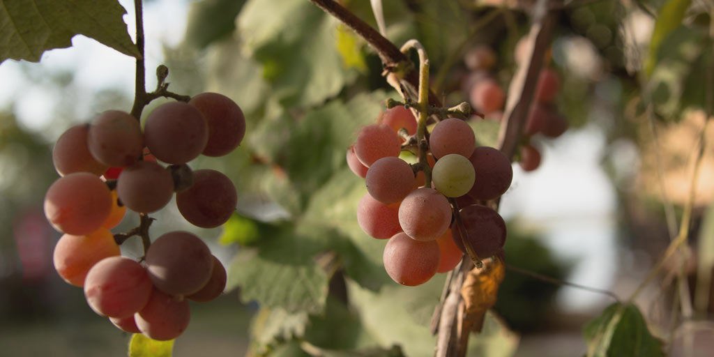 Pinot Grigio/Gris