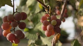Pinot Grigio grapes on the vine