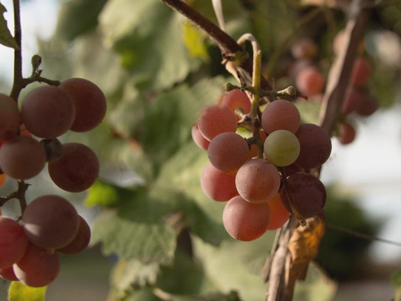 Pinot Grigio grapes on the vine