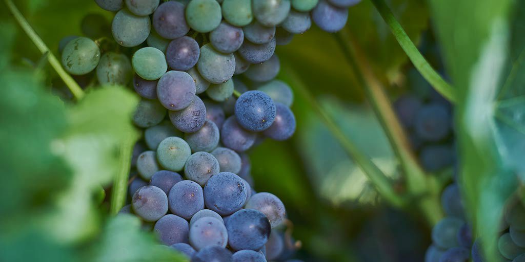 Grenache