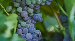 Grenache grapes on the vine