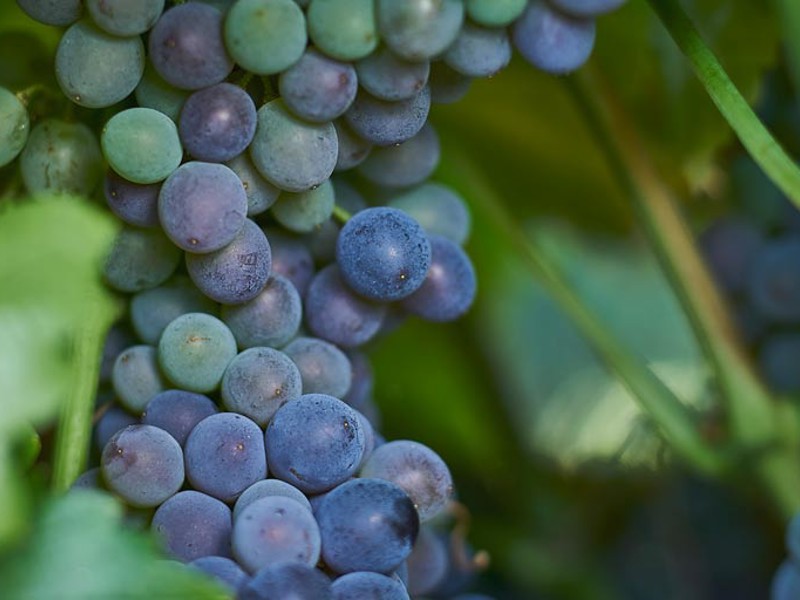 Grenache grapes on the vine