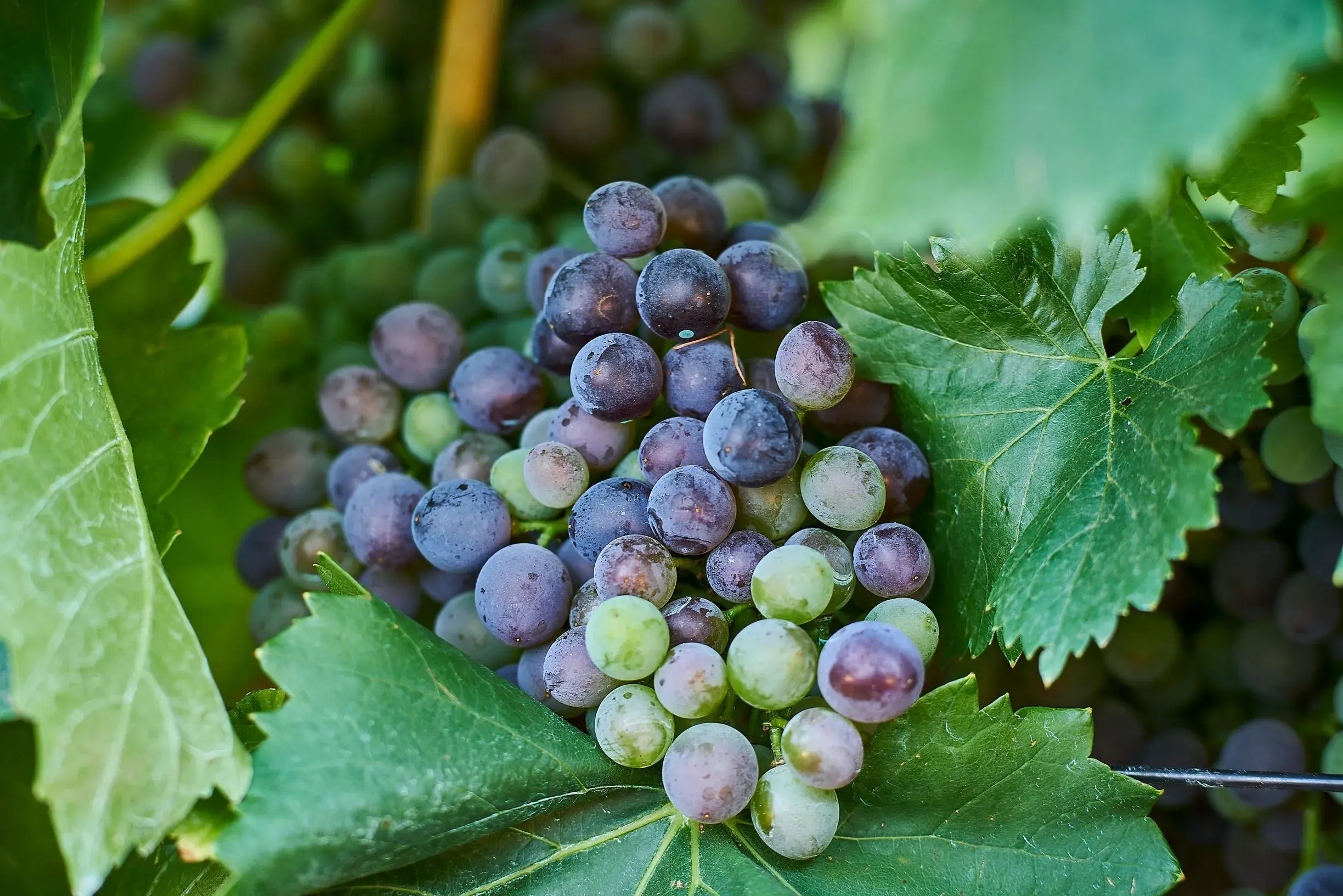 103320 Grenache grapes Plantings at Adelaide Botanic Gardens