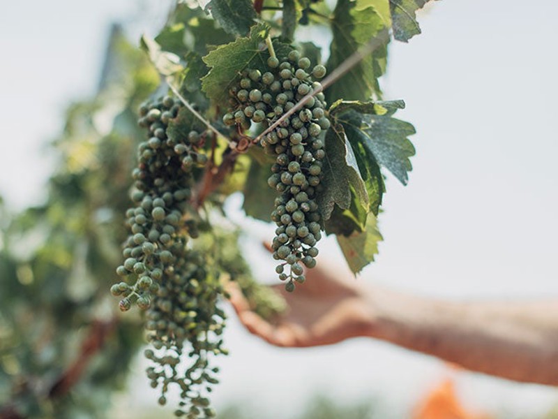 Green grapes