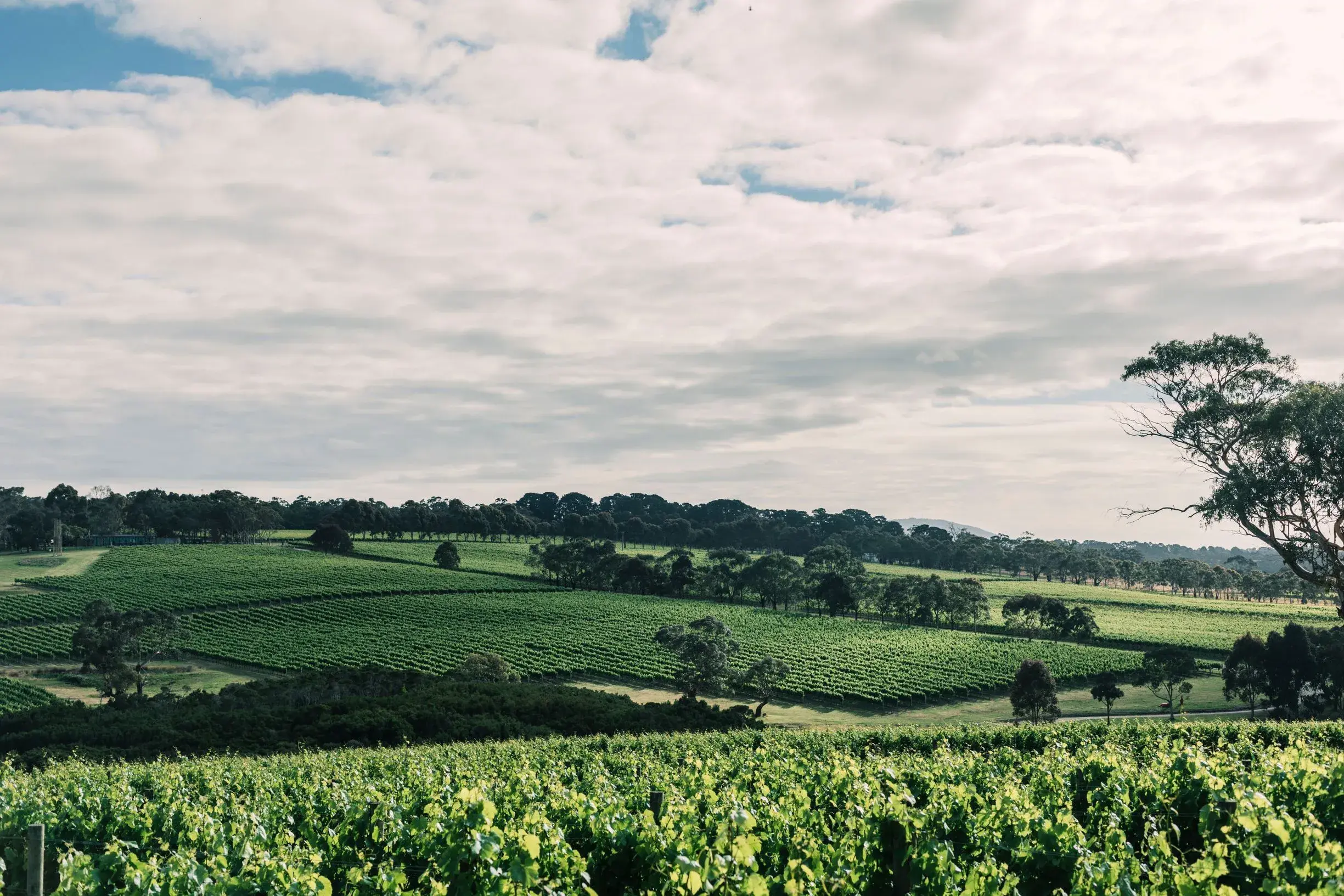 a large green field with trees and clouds in the sky
