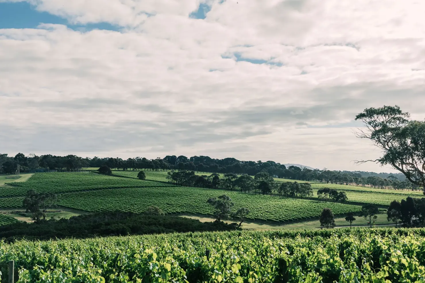 a large green field with trees and clouds in the sky