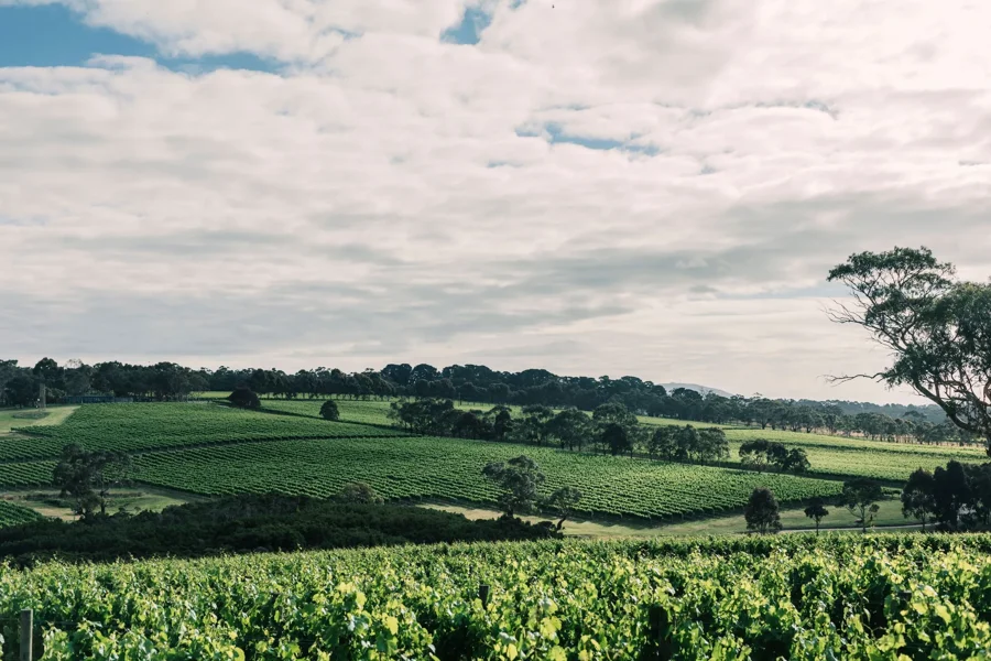 a large green field with trees and clouds in the sky